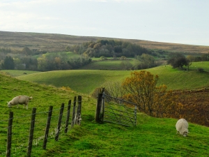 sheep-hillside